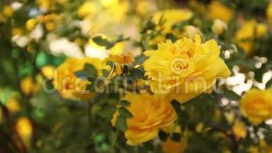 大自然中美丽的新鲜玫瑰.. 一朵黄色的玫瑰花丛